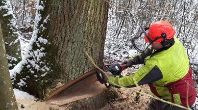 Holzschlag 2